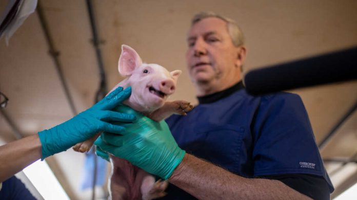 Genetically modified pigs could provide unlimited organs for human transplants : Shots