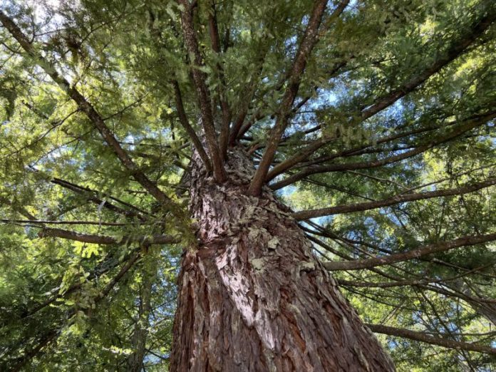 Redwoods are growing almost as fast in the UK as their Californian cousins