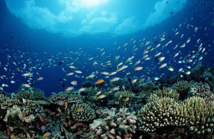 Seeding steel frames brings destroyed coral reefs back to life