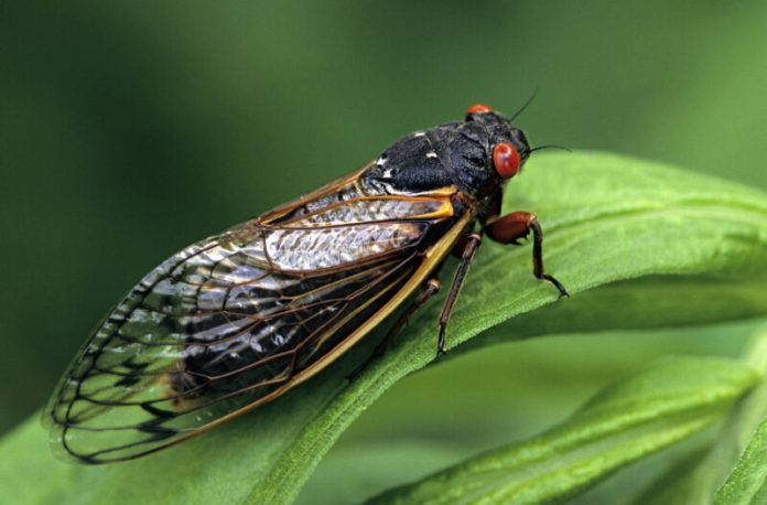 The entire state of Illinois is going to be crawling with cicadas