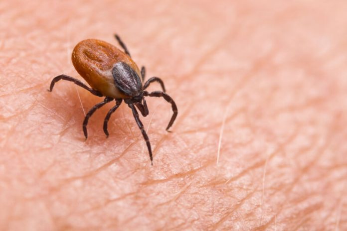 Tick-killing pill shows promising results in human trial