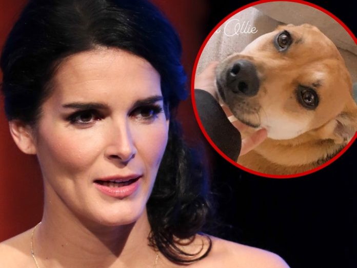 Angie Harmon's Family Dog Shot and Killed By Deliveryman