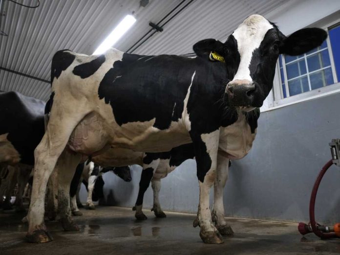 What bird flu's spread among dairy cattle tells us about its risk to humans : Shots