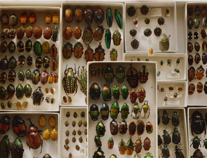 Why are there so many species of beetles?
